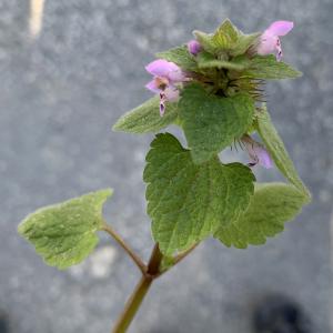 Photographie n°2349638 du taxon Lamium purpureum L. [1753]