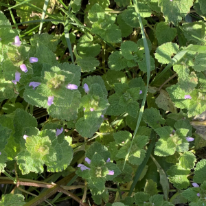 Photographie n°2349640 du taxon Lamium purpureum L. [1753]