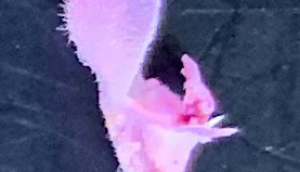 Photographie n°2349645 du taxon Lamium purpureum L. [1753]