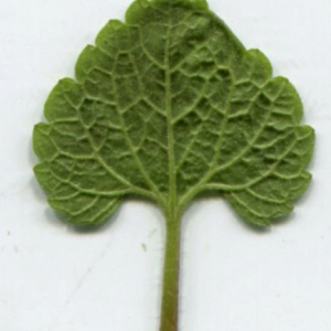 Photographie n°2349647 du taxon Lamium purpureum L. [1753]