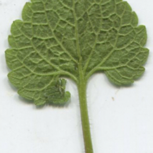 Photographie n°2349648 du taxon Lamium purpureum L. [1753]