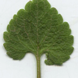 Photographie n°2349649 du taxon Lamium purpureum L. [1753]