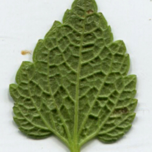 Photographie n°2349650 du taxon Lamium purpureum L. [1753]