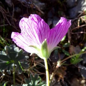 Photographie n°2349676 du taxon Geranium cinereum Cav. [1787]