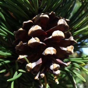 Photographie n°2349681 du taxon Pinus mugo subsp. uncinata (Ramond ex DC.) Domin [1936]
