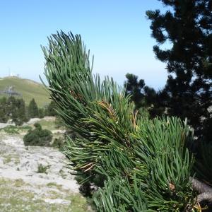 Photographie n°2349682 du taxon Pinus mugo subsp. uncinata (Ramond ex DC.) Domin [1936]
