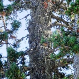 Photographie n°2349683 du taxon Pinus mugo subsp. uncinata (Ramond ex DC.) Domin [1936]