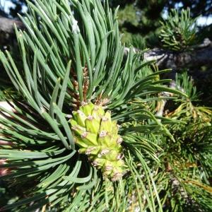 Photographie n°2349684 du taxon Pinus mugo subsp. uncinata (Ramond ex DC.) Domin [1936]