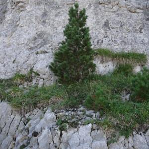 Photographie n°2349692 du taxon Pinus mugo subsp. uncinata (Ramond ex DC.) Domin [1936]