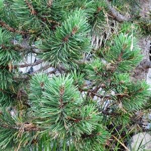 Photographie n°2349693 du taxon Pinus mugo subsp. uncinata (Ramond ex DC.) Domin [1936]