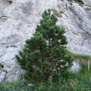 Photographie n°2349694 du taxon Pinus mugo subsp. uncinata (Ramond ex DC.) Domin [1936]