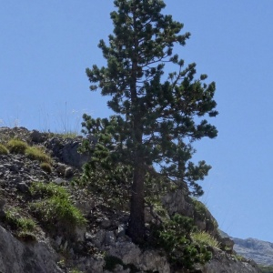 Photographie n°2349718 du taxon Pinus mugo subsp. uncinata (Ramond ex DC.) Domin [1936]