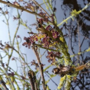 Photographie n°2349741 du taxon Fraxinus excelsior L. [1753]