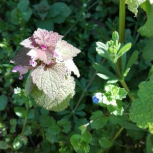 Photographie n°2349744 du taxon Lamium purpureum L. [1753]