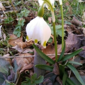 Photographie n°2349746 du taxon Leucojum vernum L. [1753]