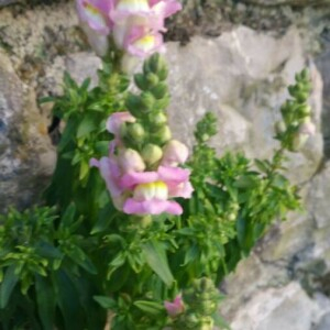 Photographie n°2349760 du taxon Antirrhinum majus L. [1753]