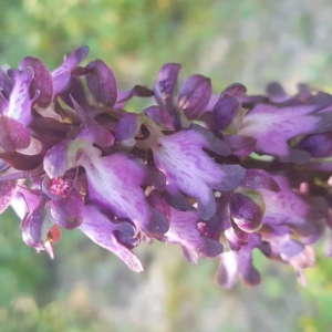 Photographie n°2349794 du taxon Himantoglossum robertianum (Loisel.) P.Delforge [1999]