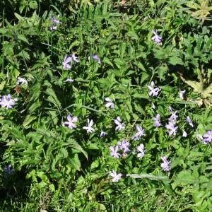 Photographie n°2349812 du taxon Viola cornuta L. [1763]