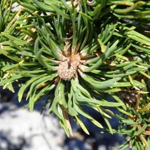 Photographie n°2349826 du taxon Pinus mugo subsp. uncinata (Ramond ex DC.) Domin [1936]