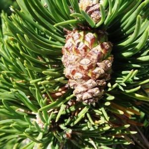 Photographie n°2349827 du taxon Pinus mugo subsp. uncinata (Ramond ex DC.) Domin [1936]