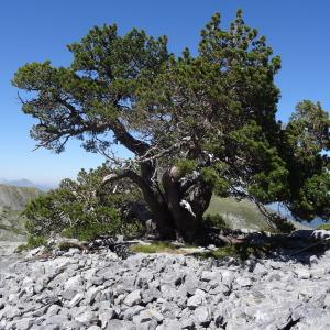 Photographie n°2349829 du taxon Pinus mugo subsp. uncinata (Ramond ex DC.) Domin [1936]