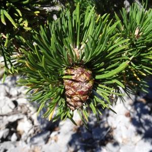 Photographie n°2349831 du taxon Pinus mugo subsp. uncinata (Ramond ex DC.) Domin [1936]