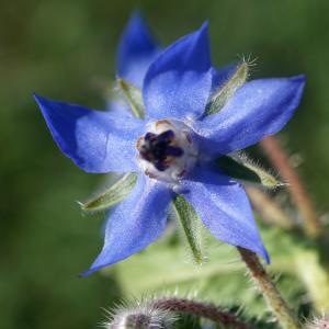 Photographie n°2349899 du taxon Borago officinalis L. [1753]