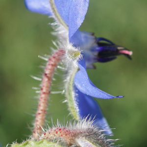 Photographie n°2349901 du taxon Borago officinalis L. [1753]