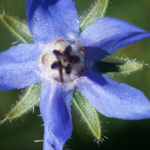 Photographie n°2349902 du taxon Borago officinalis L. [1753]