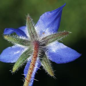 Photographie n°2349904 du taxon Borago officinalis L. [1753]