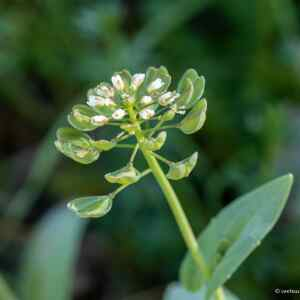 Photographie n°2349964 du taxon Noccaea perfoliata (L.) Al-Shehbaz