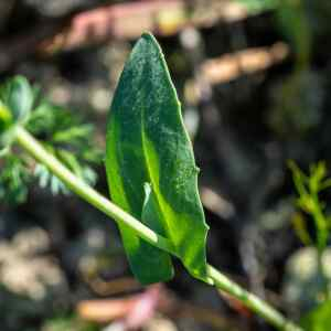 Photographie n°2349966 du taxon Noccaea perfoliata (L.) Al-Shehbaz