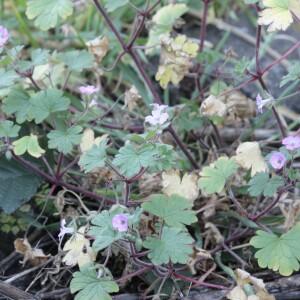 Photographie n°2350011 du taxon Geranium rotundifolium L.