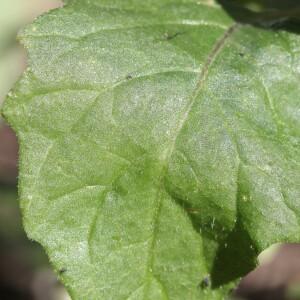 Photographie n°2350028 du taxon Solanum nigrum L. [1753]