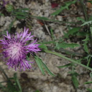 Photographie n°2350041 du taxon Centaurea diluta Aiton [1789]