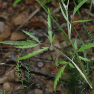 Photographie n°2350043 du taxon Torilis africana Spreng. [1815]