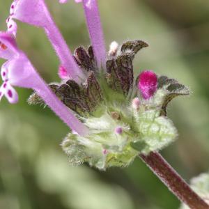 Photographie n°2350050 du taxon Lamium amplexicaule L. [1753]