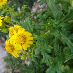 Photographie n°2350061 du taxon Senecio leucanthemifolius subsp. crassifolius (Willd.) Ball [1878]