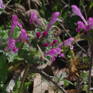 Photographie n°2350073 du taxon Lamium amplexicaule subsp. amplexicaule 