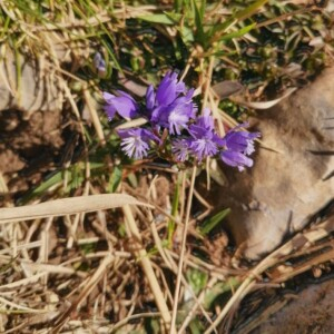 Photographie n°2350104 du taxon Polygala vulgaris L. [1753]