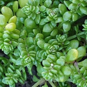 Photographie n°2350110 du taxon Valantia muralis L. [1753]