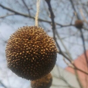 Photographie n°2350116 du taxon Platanus x hispanica Mill. ex Münchh. [1770]