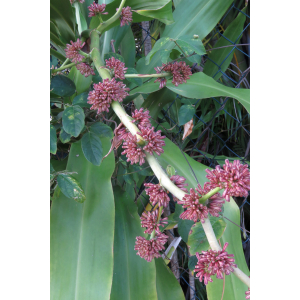 Dracaena fragrans (L.) Ker Gawl. (Drecina)