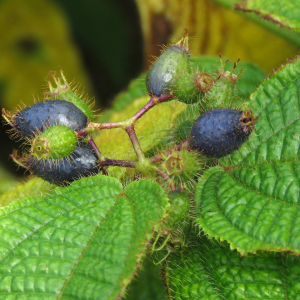 Photographie n°2350160 du taxon Clidemia hirta (L.) D.Don