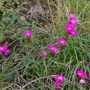 Photographie n°2350256 du taxon Dianthus carthusianorum L. [1753]