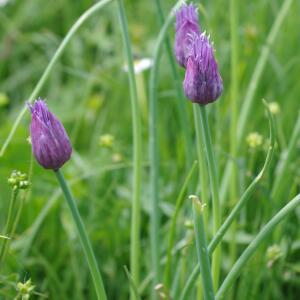 Photographie n°2350298 du taxon Allium schoenoprasum L. [1753]