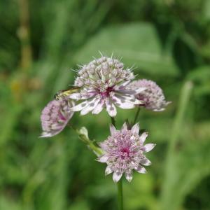 Photographie n°2350304 du taxon Astrantia major L. [1753]