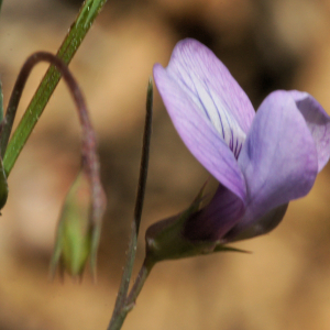 Photographie n°2350372 du taxon Lathyrus angulatus L.