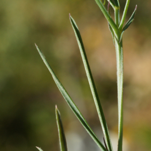 Photographie n°2350374 du taxon Lathyrus angulatus L.