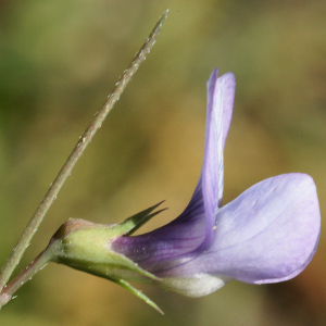  - Lathyrus angulatus L.